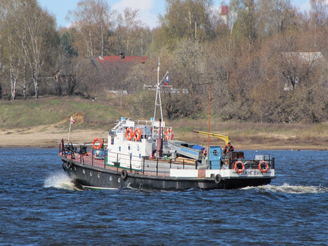 Пингвин