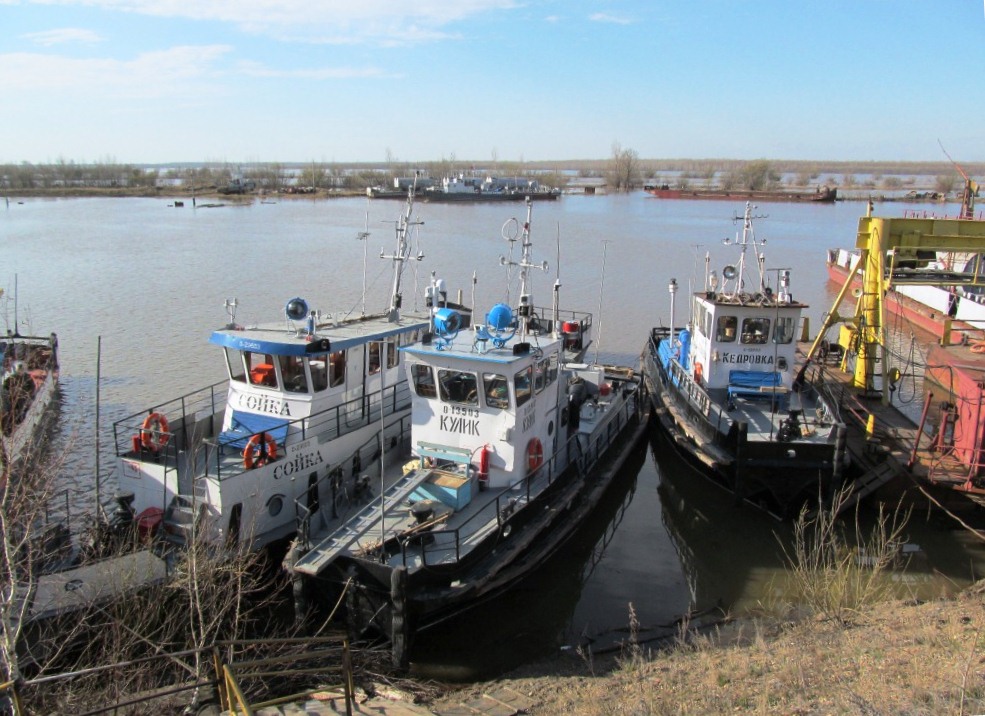 Сойка, Кулик, Кедровка