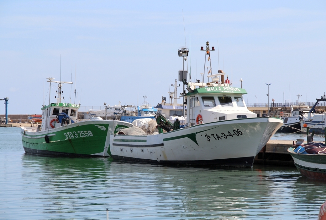 Dolores De Dalmau, Malla Primera