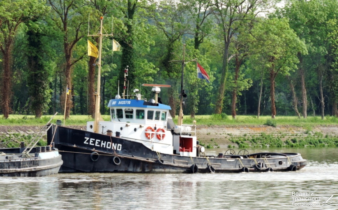 Zeehond