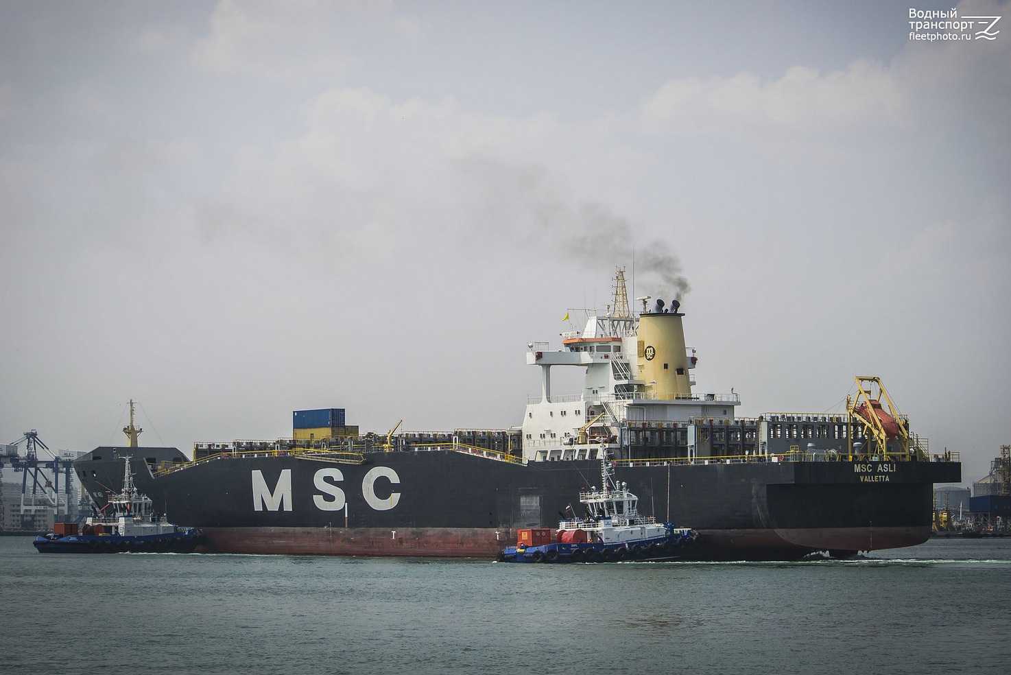 MSC Asli, Панда, Барс