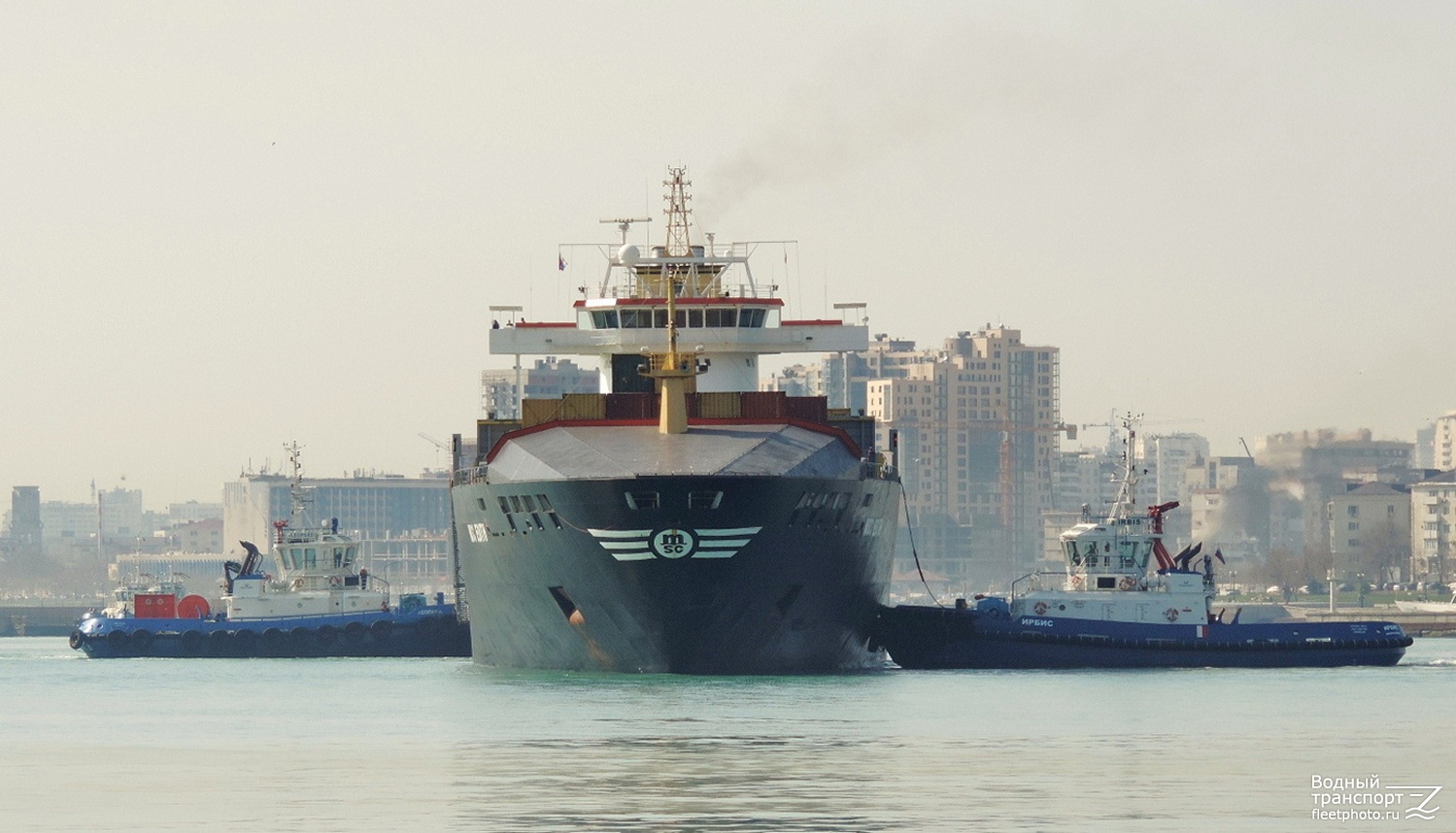 Леопард, MSC Edith, Ирбис