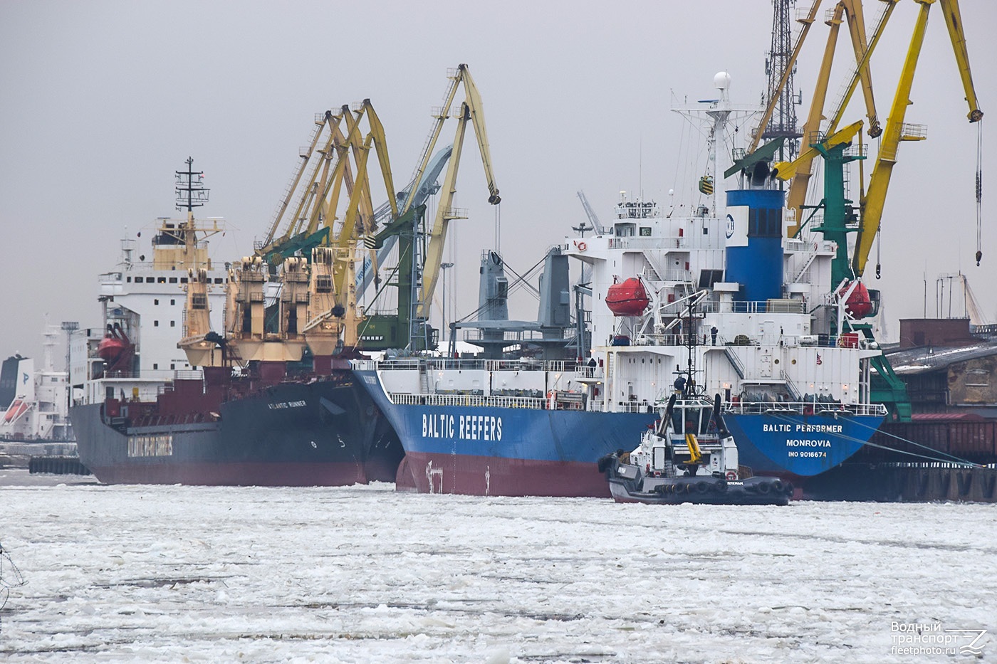 Atlantic Runner, Baltic Performer, Лукман