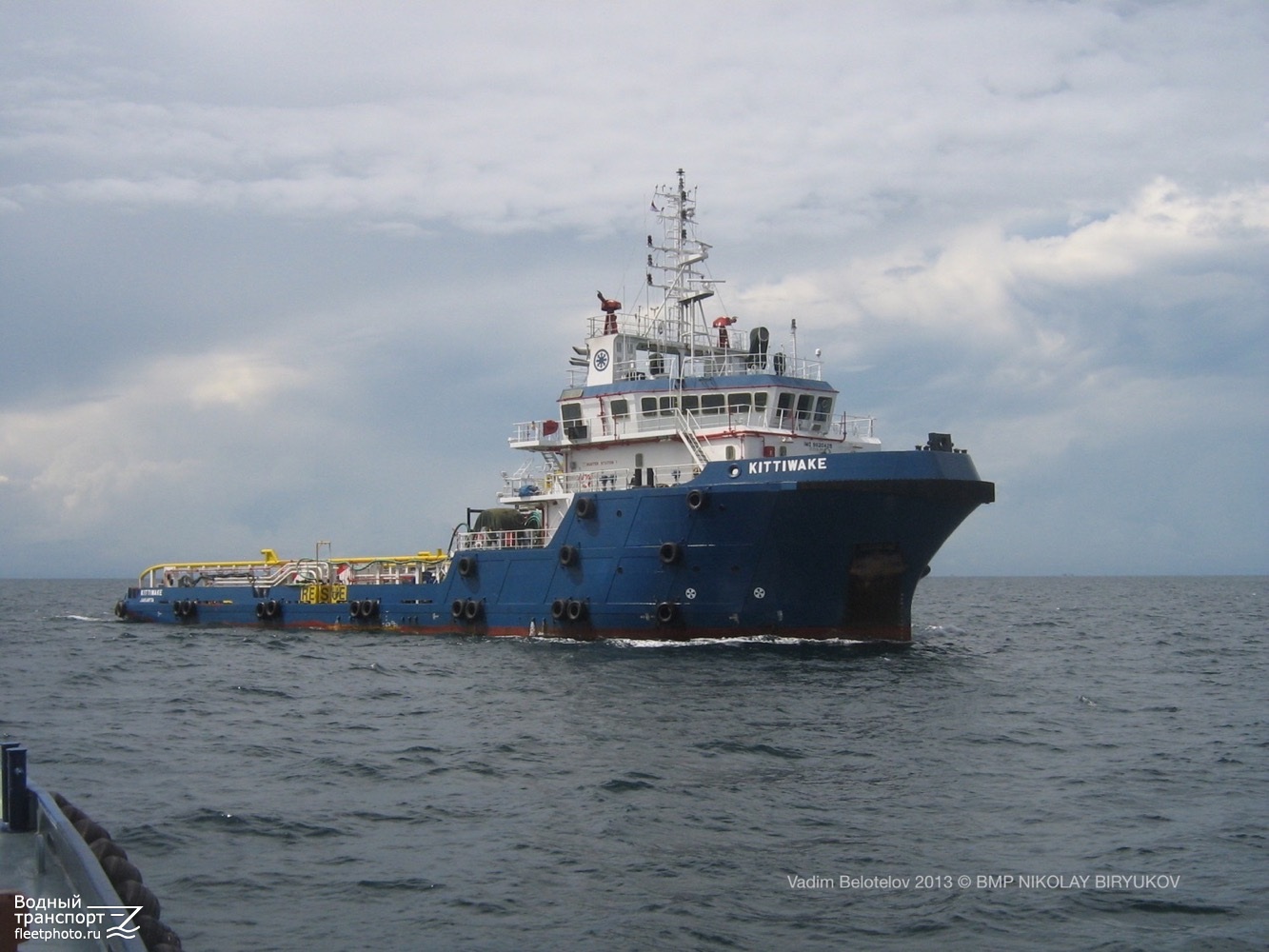 Kittiwake