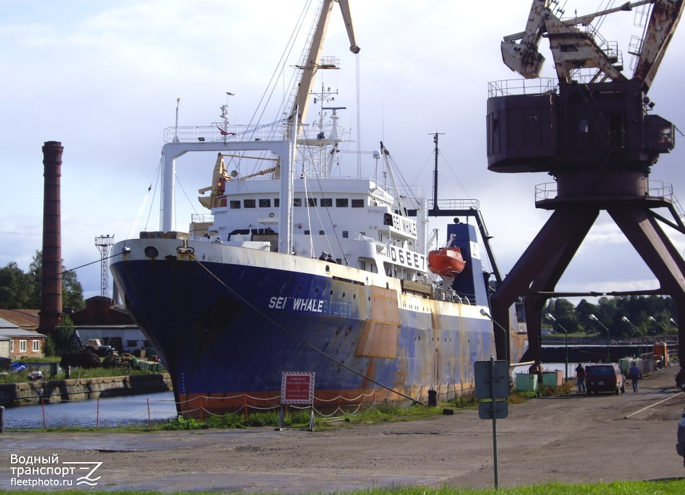 Sei Whale