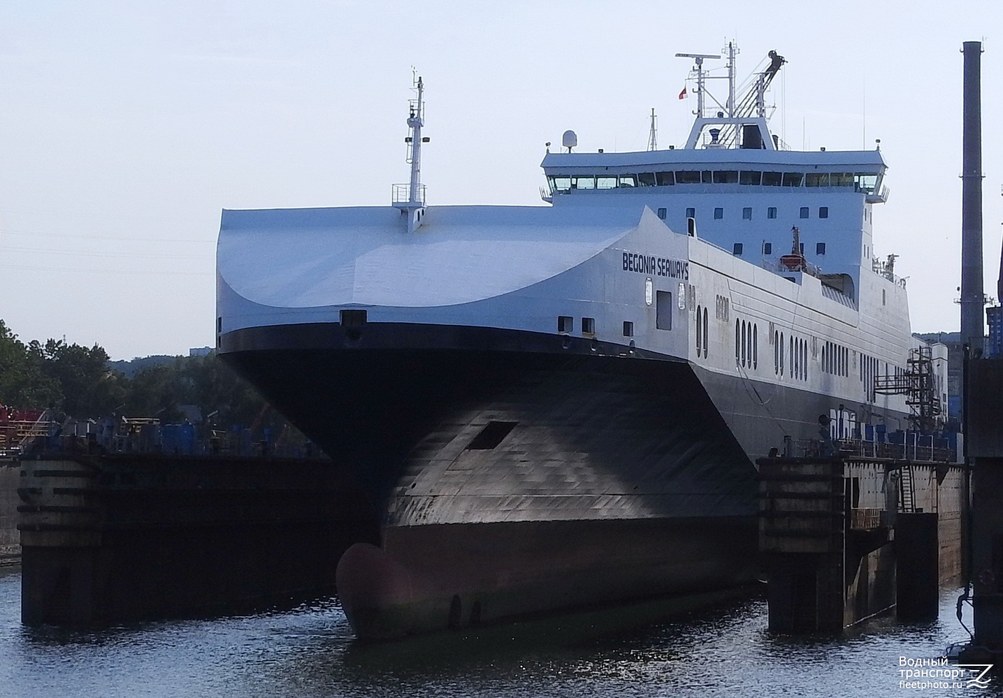 Begonia Seaways