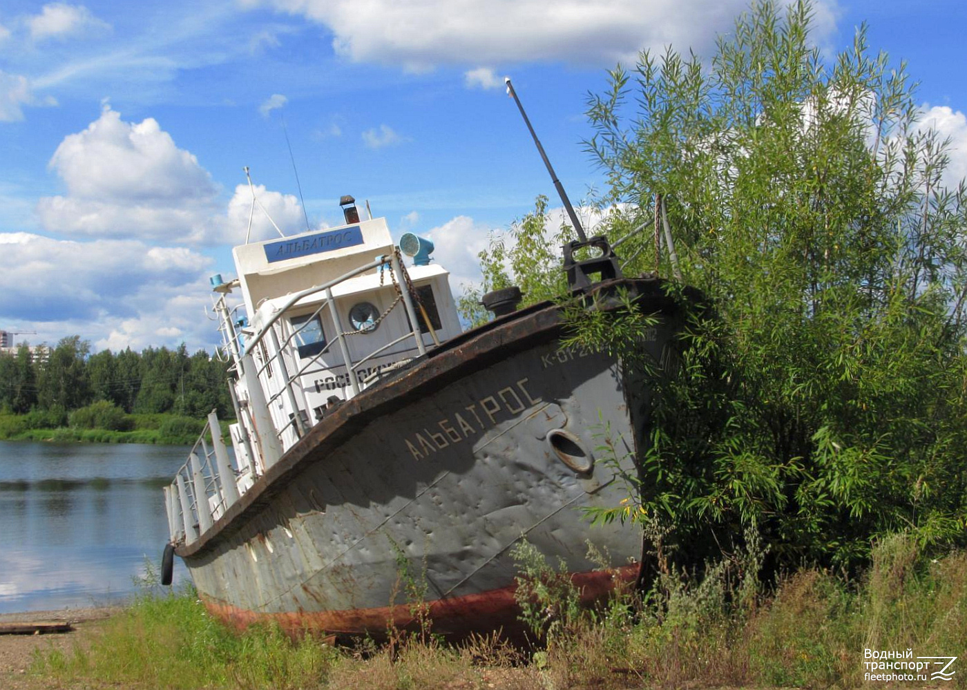 Альбатрос