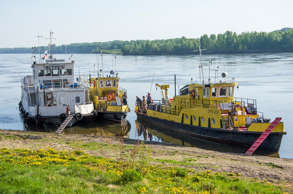 Ястреб, Скворец, Орлёнок