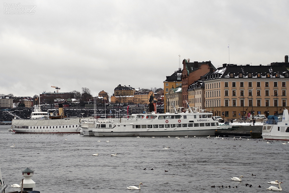 Sjögull